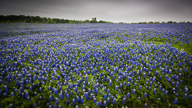 800px-Texas_Bluebonnets_(7066452003)